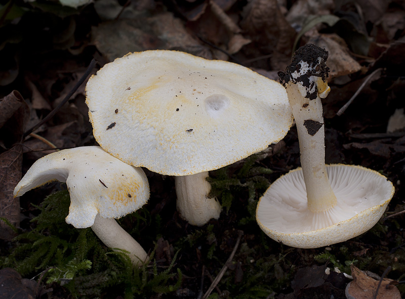 Hygrophorus chrysodon